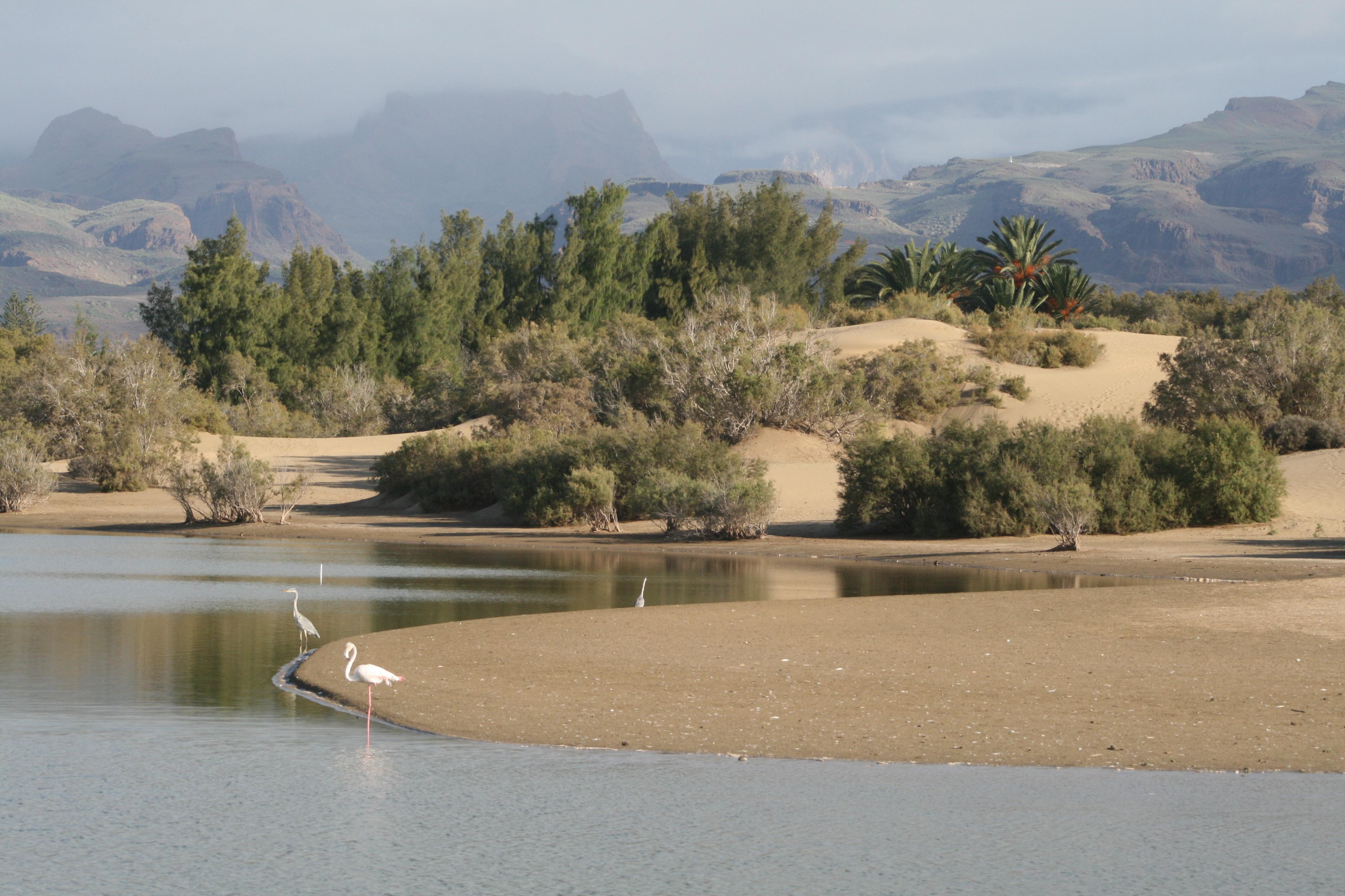 Apartamentos El Capricho Maspalomas  Dış mekan fotoğraf
