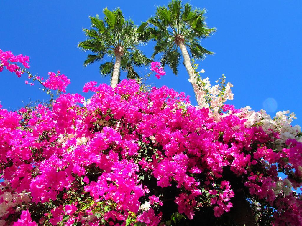 Apartamentos El Capricho Maspalomas  Dış mekan fotoğraf
