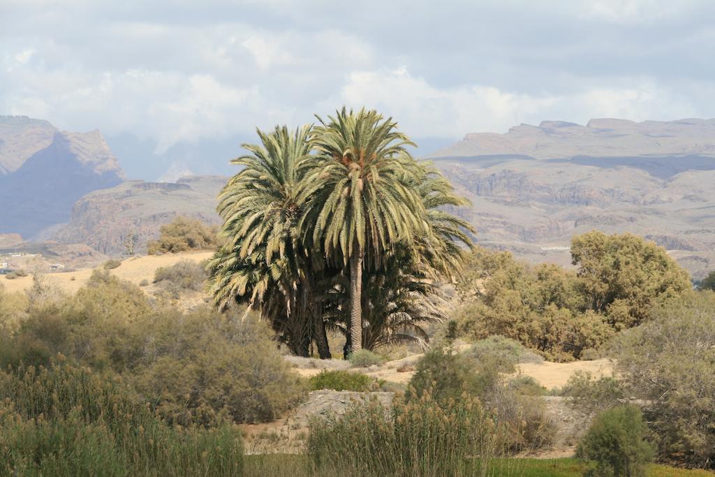 Apartamentos El Capricho Maspalomas  Dış mekan fotoğraf